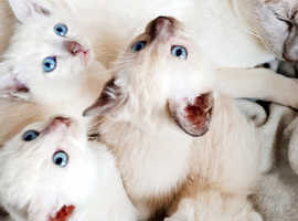 Amazing 1st generation pedigree Tonkinese kittens