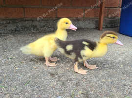 Muscovy ducklings