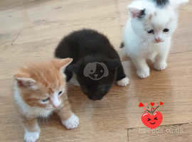 3 beautiful kittens