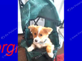 FLUFFY CORGI