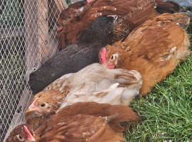 3 pullets 3 cockerals
