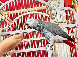 Male African grey Glasgow