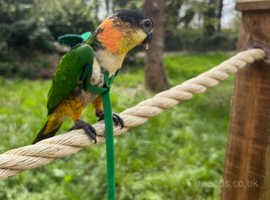 Hand Reared Caique