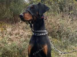 Female Dobermann IKC