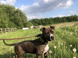 Staffy female 2 year old