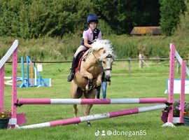 12hh pony for part loan in Brighton