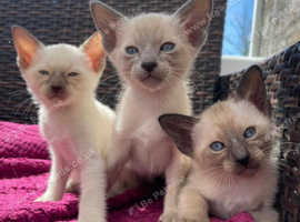 Siamese Kittens Pedigree GCCF registered