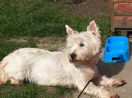 Old Lady West Highland Terrier for loving home