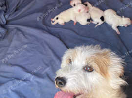 Parson Russell Terrier Puppies - 4 Adorable Bundles of Joy!