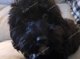 Female Cockapoo