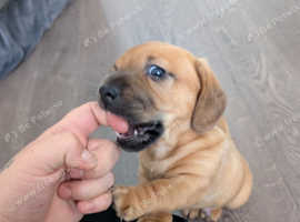 Dachshund puppies