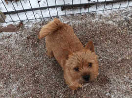 Norwich Terrier samiec 5 miesiczny FCI