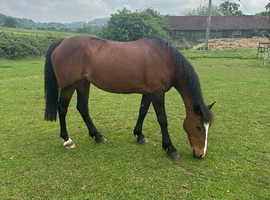 FORWARD FUN PRETTY MARE