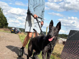 Blue Dutch herder