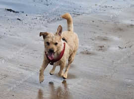 Border terrier for stud