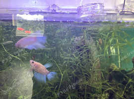 Home Bred Betta fish