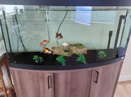 45 Gallon Fluval Bow Front  Classifieds for Jobs, Rentals, Cars, Furniture  and Free Stuff