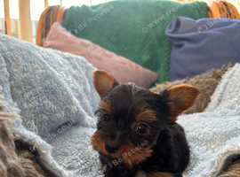 True teacup Yorkshire terrier puppies