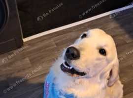 Golden retriever