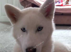 Myla - 6 months old
