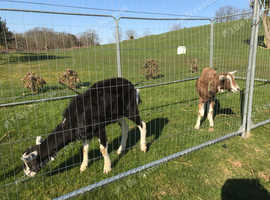 Pair of male goats