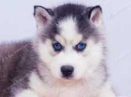 rehome my  puppy