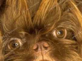 Rare chocolate griffon boy