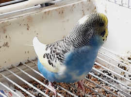 young budgies for sale