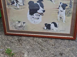 Framed collie picture