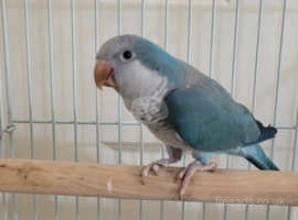 Blue Quaker parrot