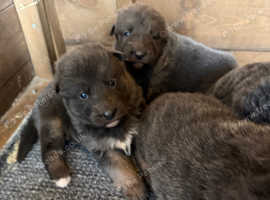 Blue German shepherd puppies