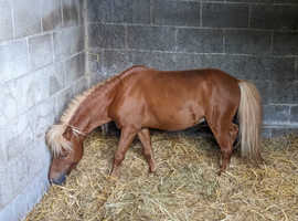 American miniature horse for sale in bolton
