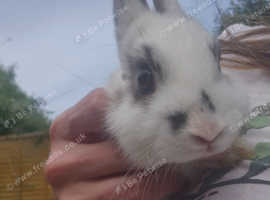 Netherland dwarf cross 14 weeks