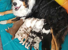 Australian Shepherd puppy's