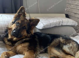 German shepherd best sale stud near me