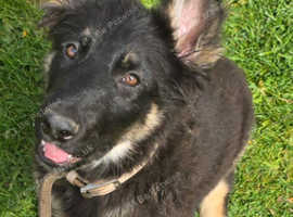 GSD black tan female
