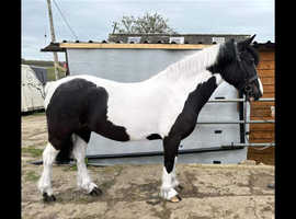 Native coloured mare