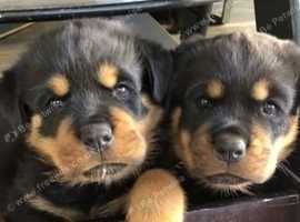 Outstanding litter of KC Registered Rottweiler puppies