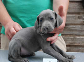 Weimaraner Puppies For Sale In Sc L2sanpiero