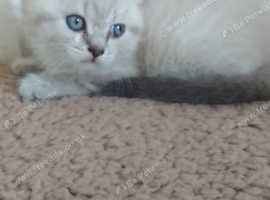 British short haired cross kitten for sale