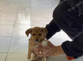 Miniature jack Russell puppies