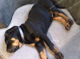12 week old German Rottweiler puppie for sale