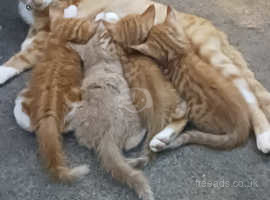 Gingers kittens
