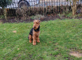 Airedale terrier male 11 months old