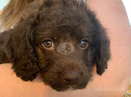 Female Chocolate F1b Labradoodle for sale