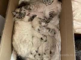 Pure Bred Ragdoll kittens