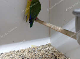 2 pair of love birds for sale £80 per pair