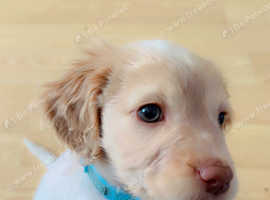 Male cocker spaniel
