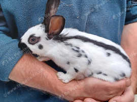 Purebred baby English rabbits - ready in two weeks!