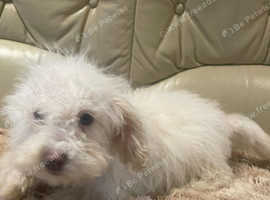 2 puppy poodles mixed breed  for sale 6 months sisters